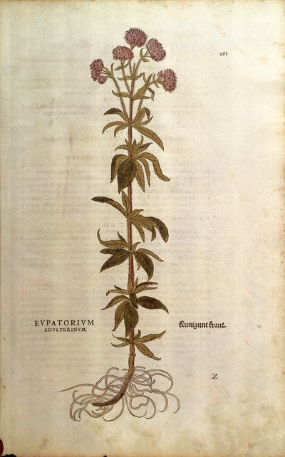 Wasserdost - Eupatorium cannabinum (Eupatorium adulterinum) von Leonhart Fuchs aus De historia stirpium commentarii insignes, kolorierte Gravur von Leonhard Fuchs