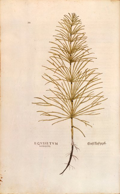 Schachtelhalm - Equisetum arvense (Equisetum longius) von Leonhart Fuchs aus De historia stirpium commentarii insignes (Bemerkenswerte Kommentare zur Geschichte der Pflanzen), kolorierte Gravur von Leonhard Fuchs