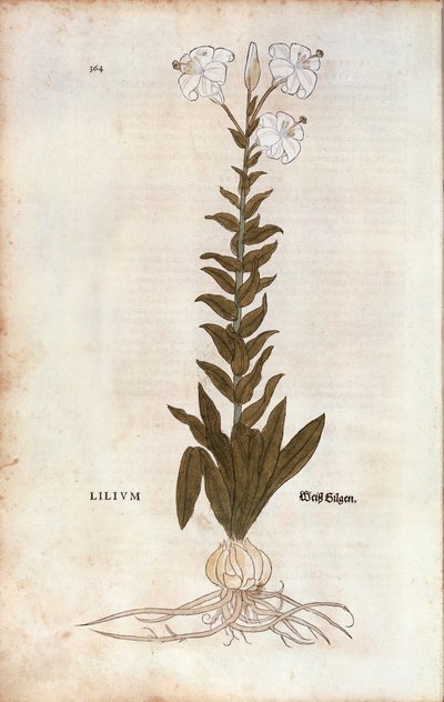 Lilie (Lilium) von Leonhart Fuchs aus De historia stirpium commentarii insignes (Bemerkenswerte Kommentare zur Geschichte der Pflanzen), kolorierte Gravur von Leonhard Fuchs