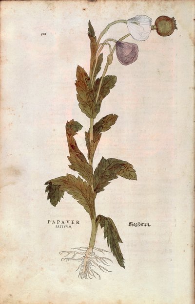 Schlafmohn von Leonhart Fuchs aus De historia stirpium commentarii insignes, kolorierte Gravur von Leonhard Fuchs
