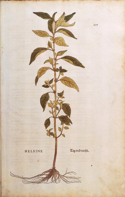 Mauerraute - Parietaria officinalis von Leonhart Fuchs aus De historia stirpium commentarii insignes, kolorierte Gravur von Leonhard Fuchs