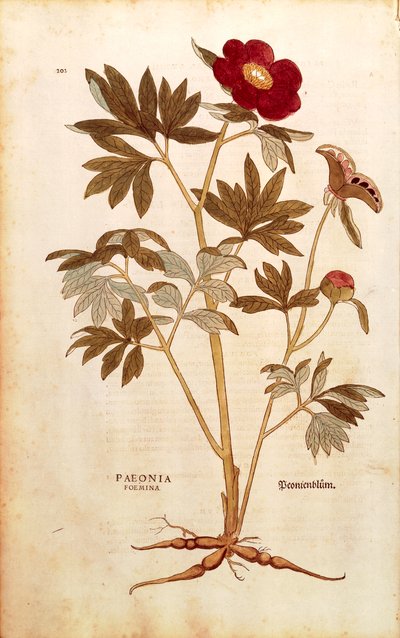 Pfingstrose - Paeonia officinalis (Paeonia foemina) von Leonhart Fuchs aus De historia stirpium commentarii insignes (Bemerkenswerte Kommentare zur Geschichte der Pflanzen), kolorierte Gravur von Leonhard Fuchs