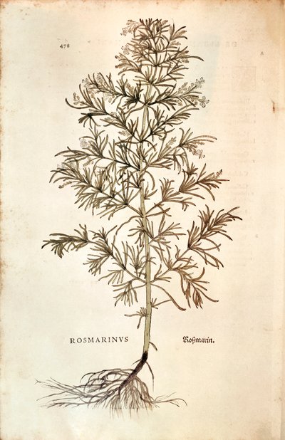 Rosmarin (Rosmarinus officinalis) von Leonhard Fuchs
