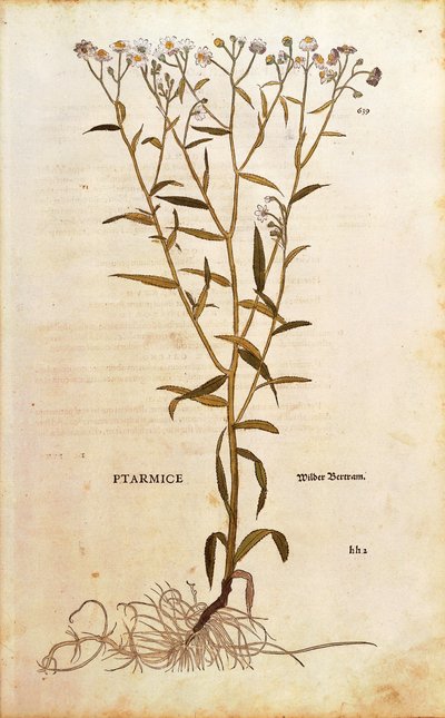 Bertramsgarbe - Achillea ptarmica von Leonhart Fuchs aus De historia stirpium commentarii insignes, kolorierte Gravur von Leonhard Fuchs