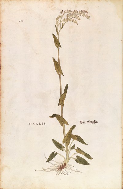 Sauerampfer von Leonhart Fuchs aus De historia stirpium commentarii insignes, kolorierte Gravur von Leonhard Fuchs
