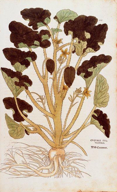 Spritzgurke - Ecballium elaterium von Leonhart Fuchs aus De historia stirpium commentarii insignes, kolorierte Gravur von Leonhard Fuchs