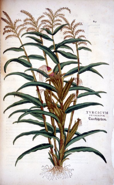 Der Mais - in „De Historia Stirpium commentarii insignia“ von Leonhart Fuchs von Leonhard Fuchs