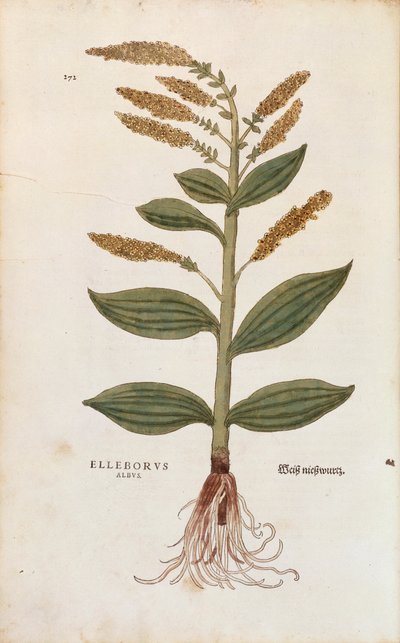 Weiße Nieswurz - Veratrum album von Leonhart Fuchs aus De historia stirpium commentarii insignes, kolorierte Gravur von Leonhard Fuchs