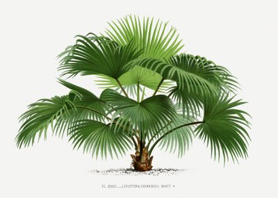 Livistona C von Les Palmiers Histoire Iconographique