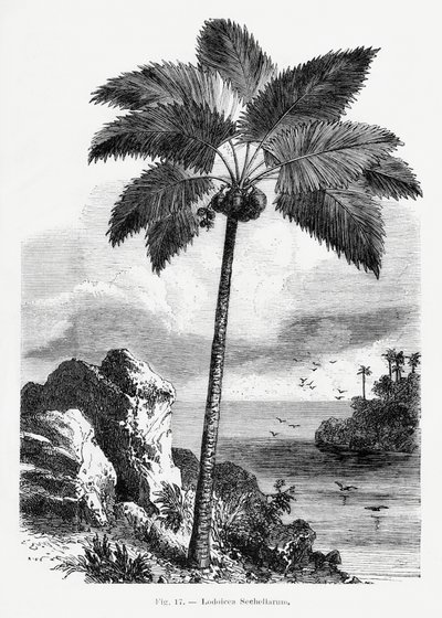 Vintage Palmenzeichnung I von Les Palmiers Histoire Iconographique