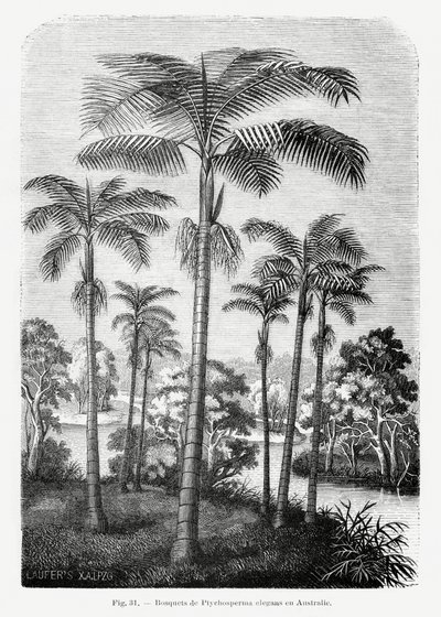 Vintage Palmenzeichnung Ii von Les Palmiers Histoire Iconographique