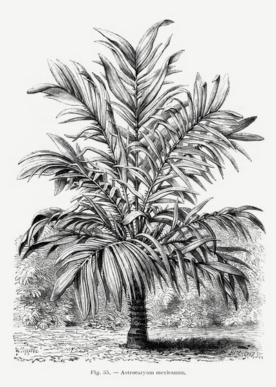 Vintage Palmenzeichnung Ix von Les Palmiers Histoire Iconographique