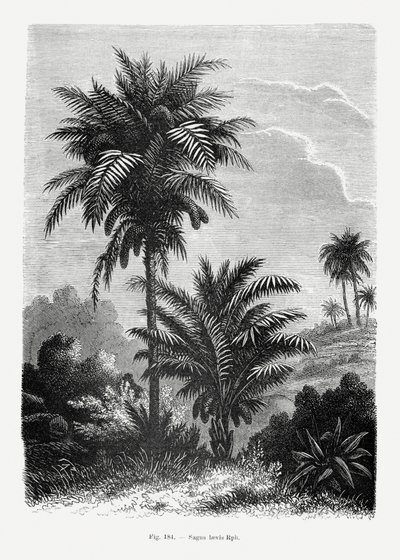 Vintage Palmenzeichnung V von Les Palmiers Histoire Iconographique