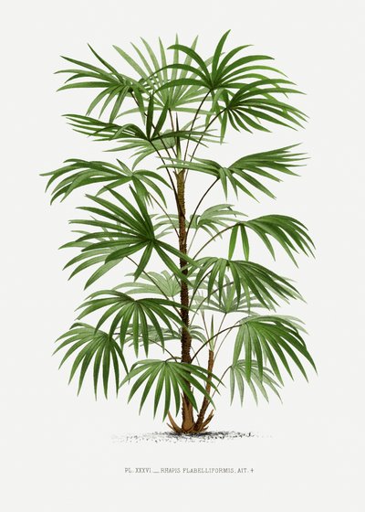 Xxxvi Rhapis F von Les Palmiers Histoire Iconographique