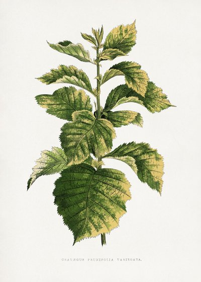 Gewöhnlicher Weißdorn Blatt Illustration von Les Plantes a Feuillage Colore