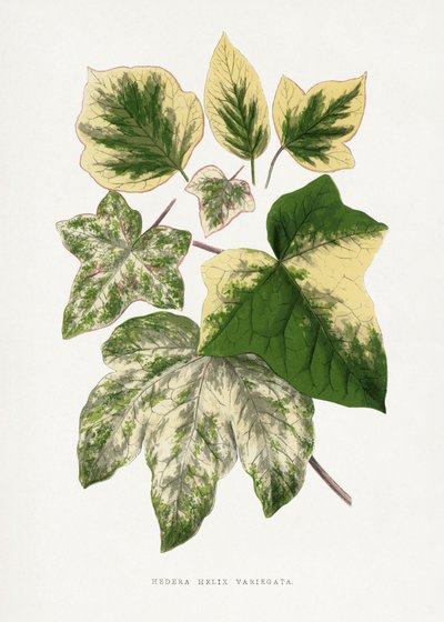 Illustration des Grünen Blattes von Les Plantes a Feuillage Colore