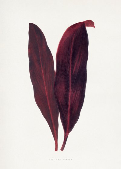 Illustration des Rosa Dracaena Ferrea Blattes von Les Plantes a Feuillage Colore