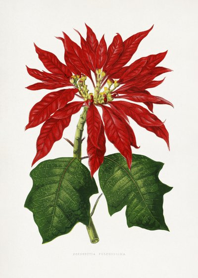 Poinsettia Pulcherrima Blatt Illustration von Les Plantes a Feuillage Colore