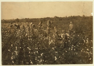 Familie pflückt Baumwolle in der Nähe von McKinney, Texas, 1913 von Lewis Wickes Hine