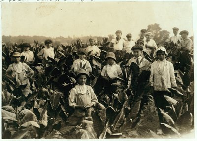 Goodrich Tabakfarm, in der Nähe von Gildersleeve, Connecticut, 1917 von Lewis Wickes Hine
