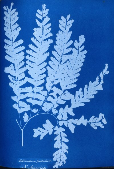 Cyanotypie eines nordamerikanischen Farns, Adiantum pedatum von Unbekannt Unbekannt