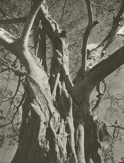 Banyanbaum von Lionel Wendt