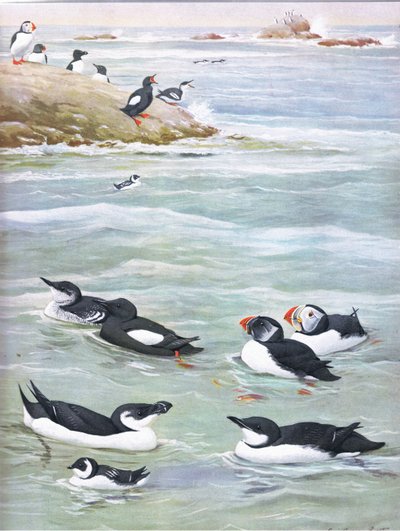 Illustration aus Die Naturgeschichte der amerikanischen Vögel von Ost- und Zentral-Nordamerika, veröffentlicht von Bramhall House, ca. 1970 von Louis Agassiz Fuertes