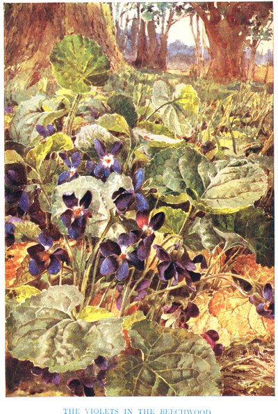Veilchen im Buchenwald, Illustration aus 