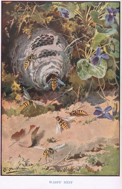 Wespennest, Illustration aus 