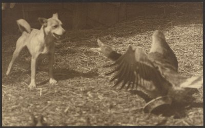 Wütender Vogel und Hund von Louis Fleckenstein
