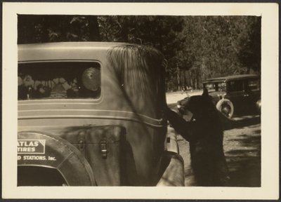 [Bär am Auto] von Louis Fleckenstein