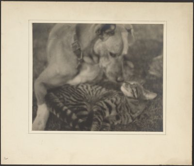 [Katze und Hund] von Louis Fleckenstein