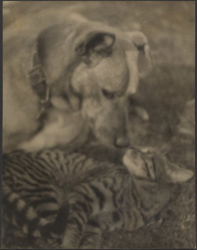 Katze und Hund von Louis Fleckenstein