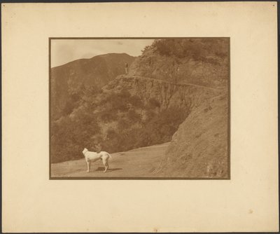 [Hund und Frau in bergiger Landschaft] von Louis Fleckenstein