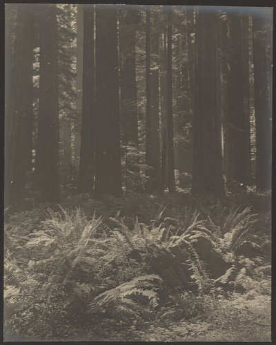 [Farn im Wald] von Louis Fleckenstein