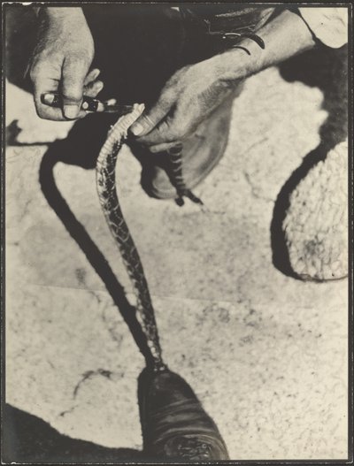 Häuten einer Klapperschlange von Louis Fleckenstein