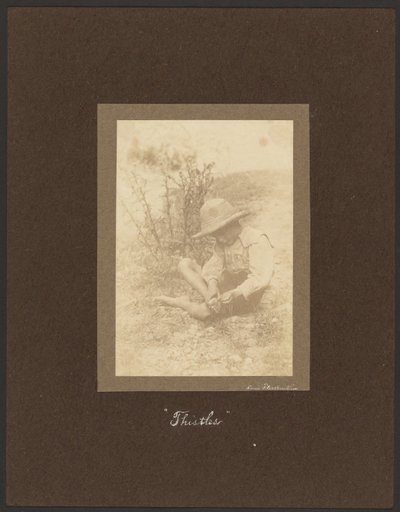 Disteln von Louis Fleckenstein