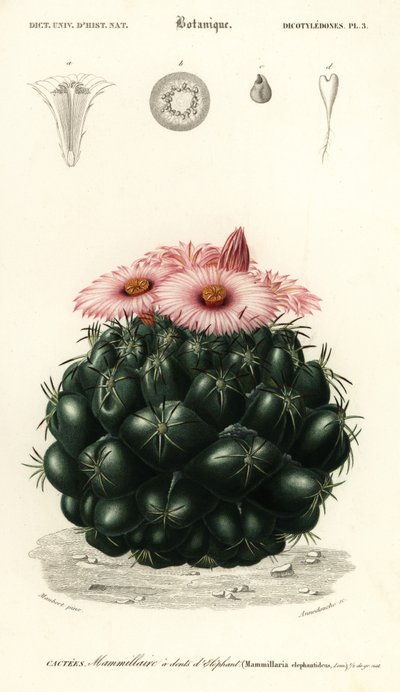 Bienenkorb-Kaktus, Coryphantha elephantidens (Gravur) von Louis Joseph Edouard Maubert
