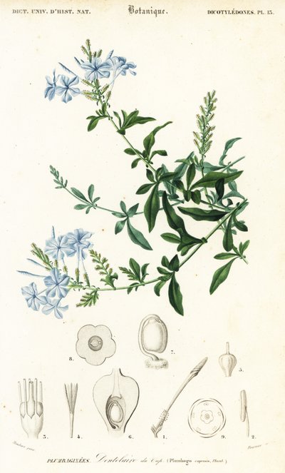 Kap-Bleiwurz, Plumbago auriculata (Gravur) von Louis Joseph Edouard Maubert