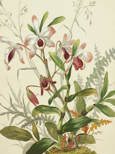 Blumen von Louis Prang
