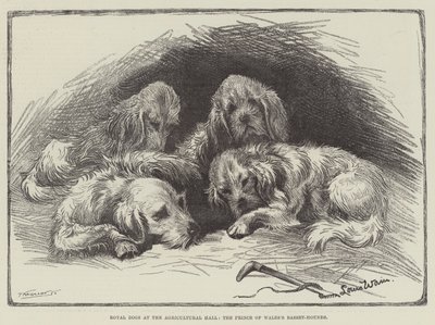 Königliche Hunde in der Agricultural Hall, die Basset-Hunde des Prinzen von Wales von Louis Wain