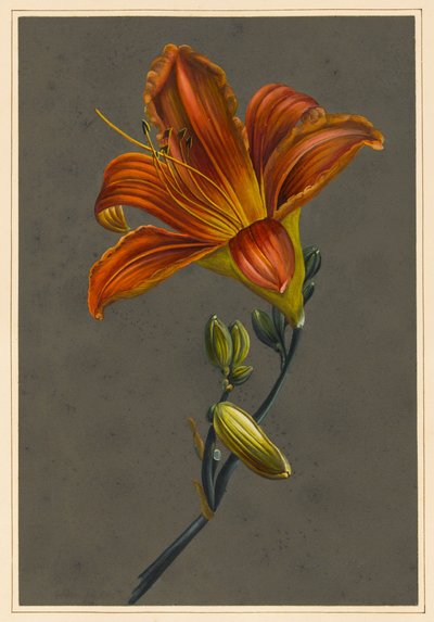 Hemorocallus (Taglilie) von Louise DOrleans