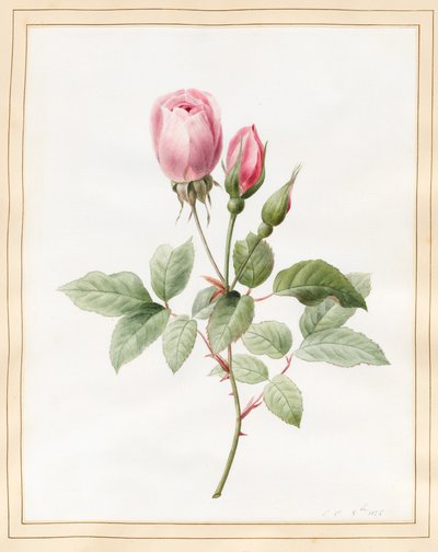 Rosa Rose und Knospen, 1826 von Louise DOrleans