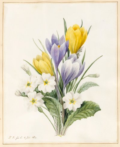 Weiße Primeln und frühe Hybride Krokusse, 1830 von Louise DOrleans
