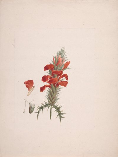 Acanthus Sennii Chiov.: fertige Zeichnung mit hinzugefügten Details von Luigi Balugani