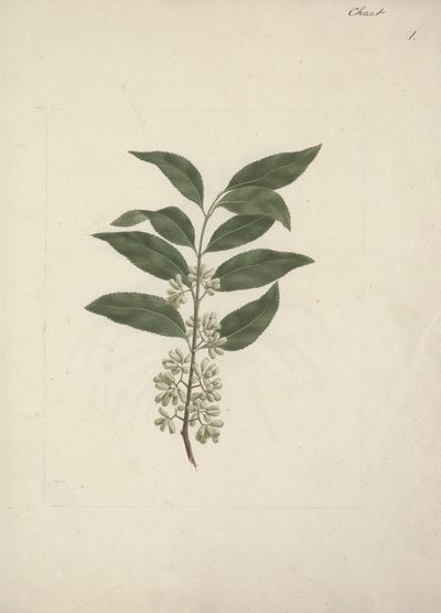 Catha edulis Forssk. (Khath): fertige Zeichnung von Luigi Balugani