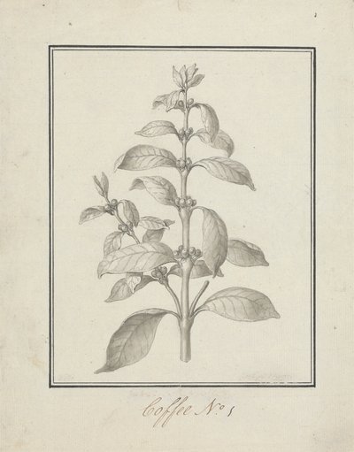 Coffea arabica L. (Arabica-Kaffee): fertige Zeichnung eines belaubten Triebs und Beeren von Luigi Balugani