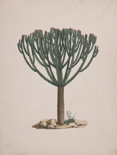 Euphorbia abyssinica J.F. Gmel. (Äthiopischer Wolfsmilchbaum): fertige Zeichnung der Baumform von Luigi Balugani