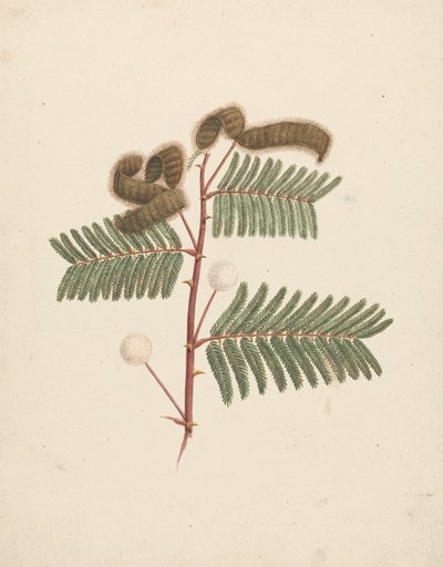 Mimosa pigra (L.): fertige Zeichnung von Luigi Balugani