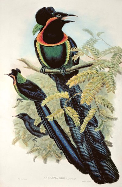 Arfak-Astrapia, Astrapia Nigra - Paradiesvogel von M. Hart